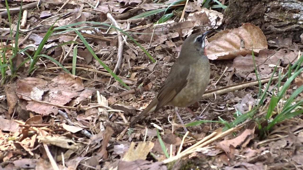 Siberian Rubythroat Doi Lang Thailand March 2018 Youtube