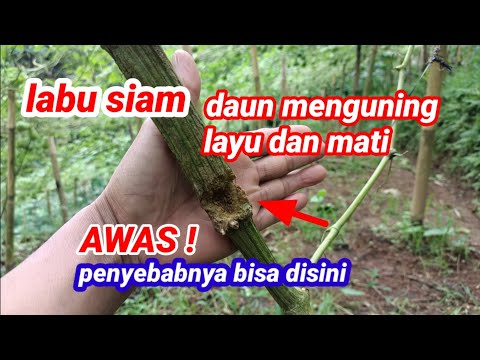 Video: Daun Labu Layu: Cara Mengesan Layu Labu