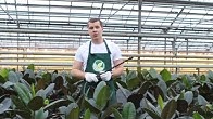 Егорьевский тепличный комбинат - YouTube