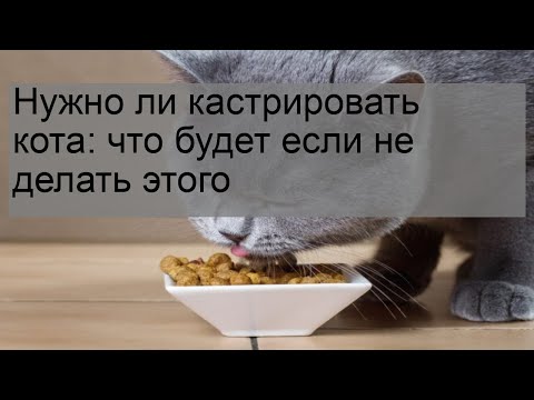 Нужно ли кастрировать кота: что будет если не делать этого