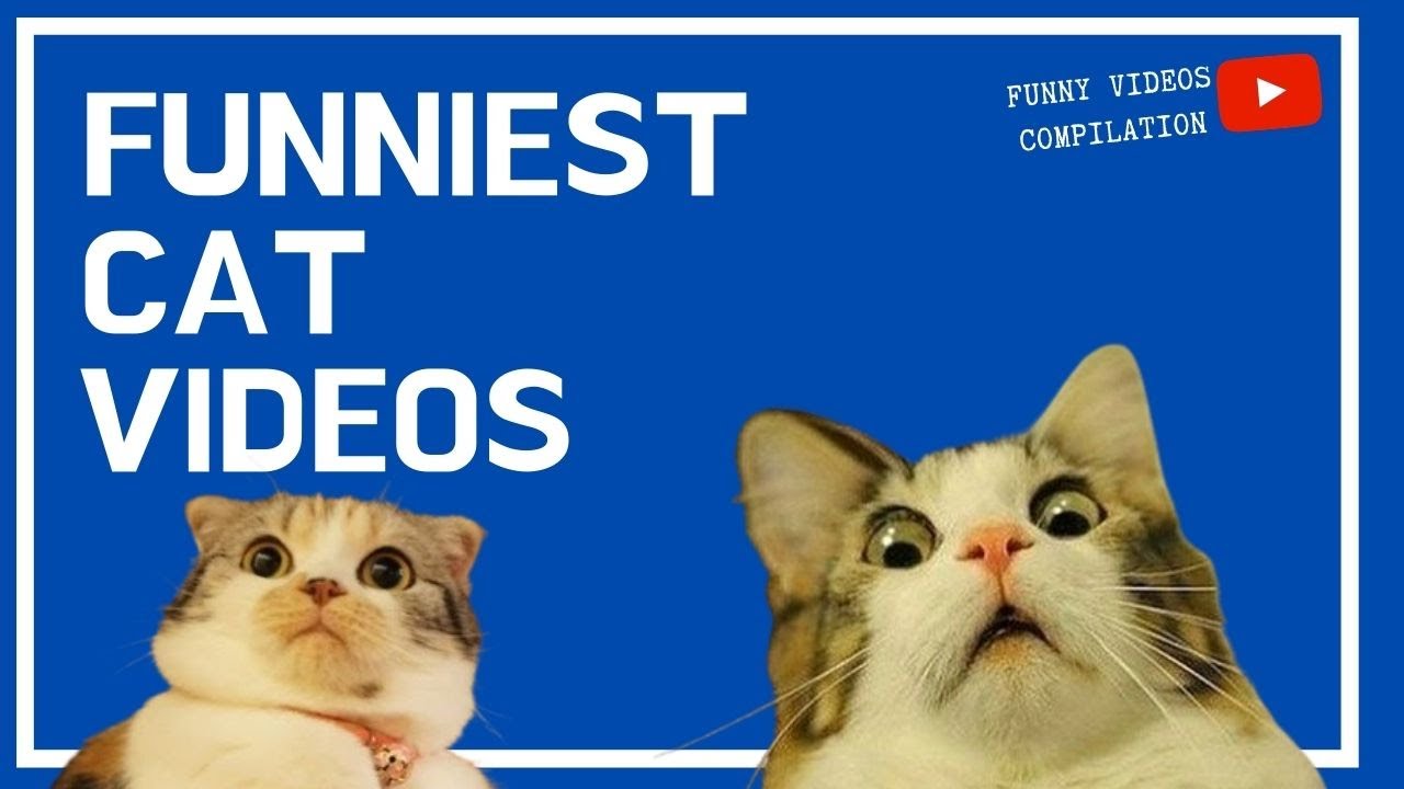 🤣 Funniest Cat 🐱 Videos Compilation 2020 YouTube
