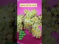 زرعنا عنب اول قطفة زراعة شورت Shorts اكسبلور ترند زرعنا عنب اول قطفة زراعة شورت Shorts اكسبلور ترند