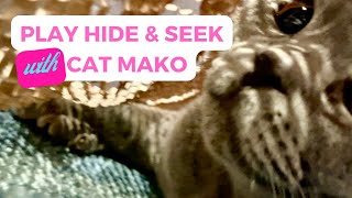 British Short Hair Cat Loves to Play Hide and Seek