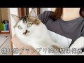 推し猫グランプリ2020、運命の結果発表!!!