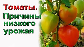 Почему  плохой урожай томатов. Причины.