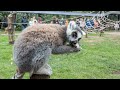 The animals of the Yorkshire Wildlife Park near Doncaster, South Yorkshire, England.