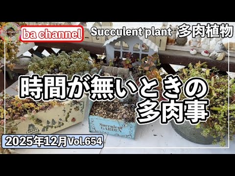 654 {Succulents} Can succulents be planted in old soil? What to do