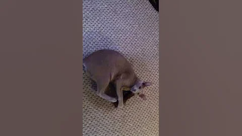 Video 203181: oriental shorthair cat playing, shorthair cat toys