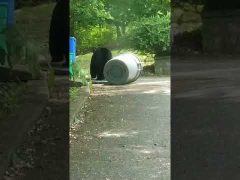 Video Shows Bear Rummaging Through Garbage Pails In Area