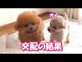 【交配編3弾】交配が思いもよらぬ展開になりました！
