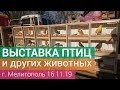 Выставка птиц и животных 2019. Мелитополь. 16.11.2019