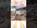 野良ネッコをスカウトした結果 #2ch動物スレ #猫動画 #猫のいる暮らし