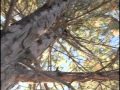 Geocaching colorado retrieving a tree hide