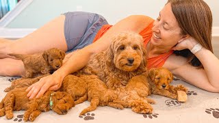 The Birth Story of 6 Mini Goldendoodle Puppies