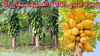 هل شاهدت شجرة الباباي من قبل ؟ تعرف على شجرة الباباي و زيادة ثمارها من اغرب الفواكه  papaya tree