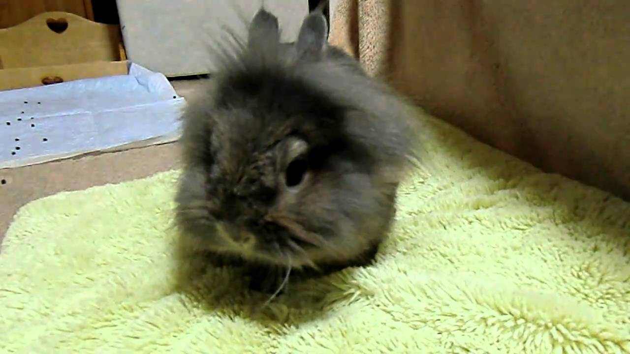 うさぎがほりほりするい行動の意味や対策方法について 生き物navi うさぎがほりほりするい行動の意味や対策方法について 生き物navi