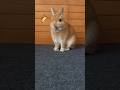 目が合ったらこんな反応 #うさぎ #おもしろ #かわいい