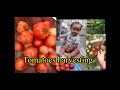 Tomatoes harvesting in our little garden with little one