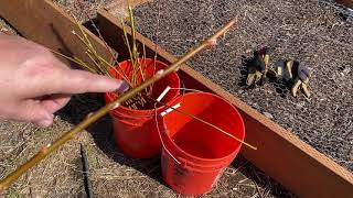 Making willow water for propagation