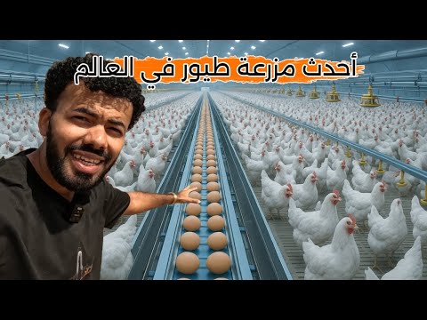 أسعد دواجن في العالم مزارع من المستقبل