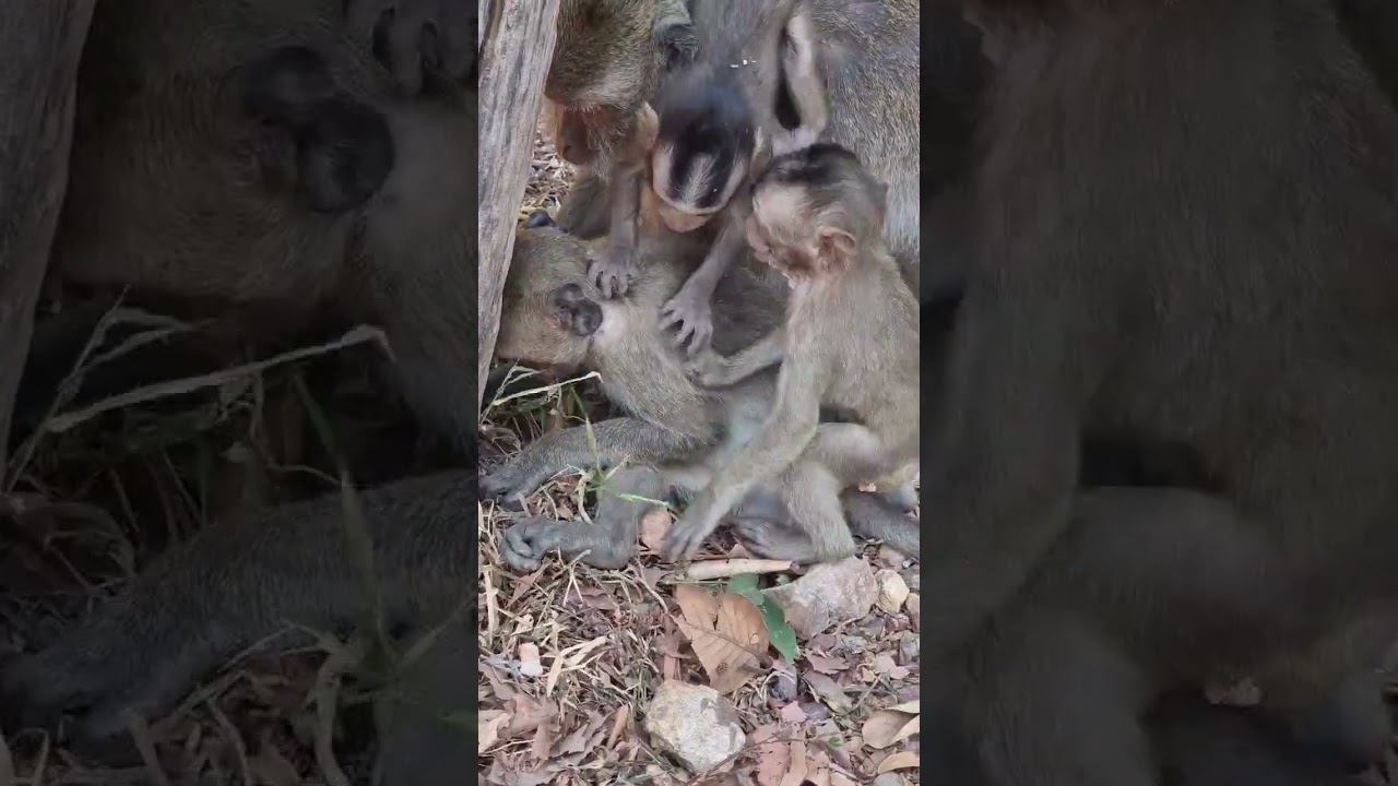 Matio monkey of DeeDee group. 