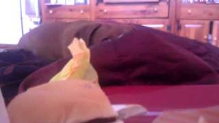 Wiener Dog Cries For Mcdonalds