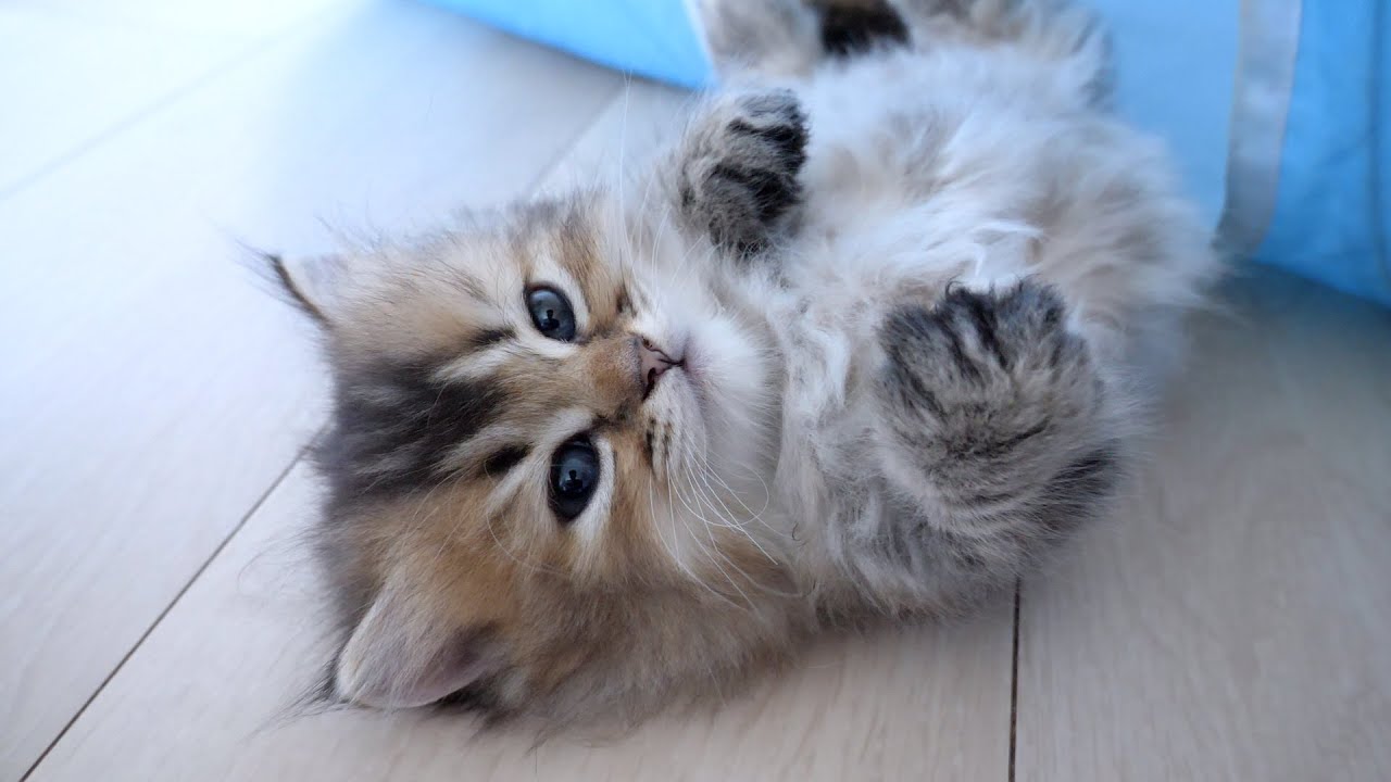 Meet Maro, a laid-back kitten who is easy to be tease!