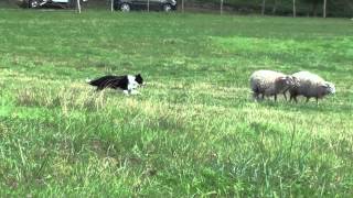 Border Collie Sheepdog by Jessica24 1,254 views 9 years ago 4 minutes, 26 seconds