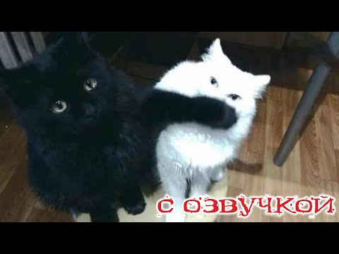 ПРИКОЛЫ С КОТАМИ! С ОЗВУЧКОЙ! Смешное видео с котами и собаками! Самые смешные животные! ДО СЛЁЗ!