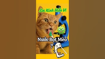 Soi Nước Bọt Mèo Dưới Kính Hiển Vi Sẽ Ra Sao