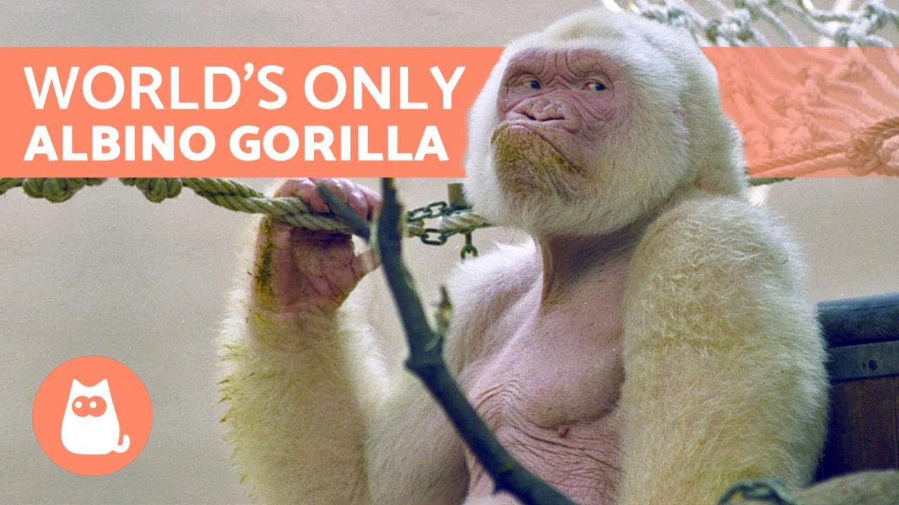 movie with albino gorilla movie with albino gorilla