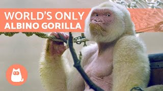 The Only WHITE GORILLA in the World 🦍 (Snowflake) ❄️