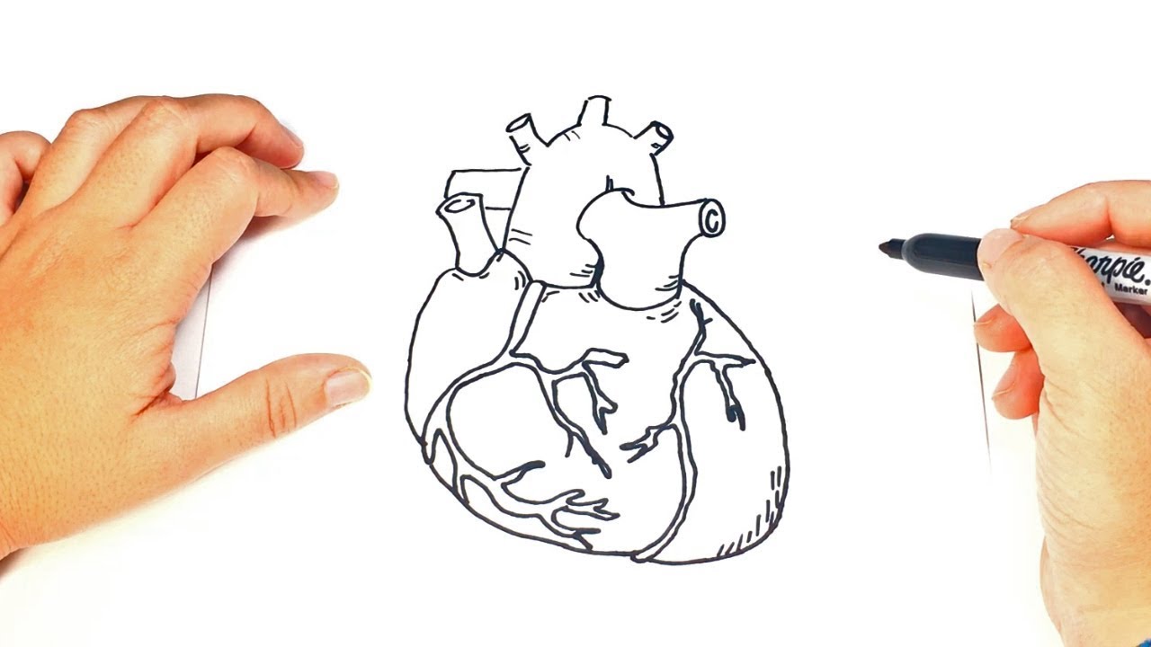 How to draw a Human Heart Step by Step - YouTube