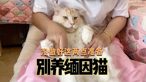 铲屎妈又来劝妳别养缅因猫了，不仅拆家还费铲屎官！ - 天天要闻