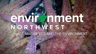 How climate change impacts Pacific Northwest marine life | Environment Northwest