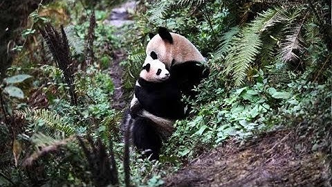 China to release pair of captive pandas into wild