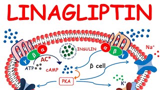 Linagliptin (tradjenta) - Mechanism, precautions, side effects & uses