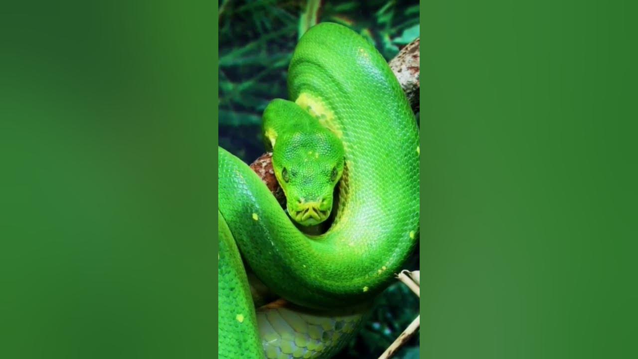 nature | python | snake | forest | beautiful scenery | relaxing clip ...