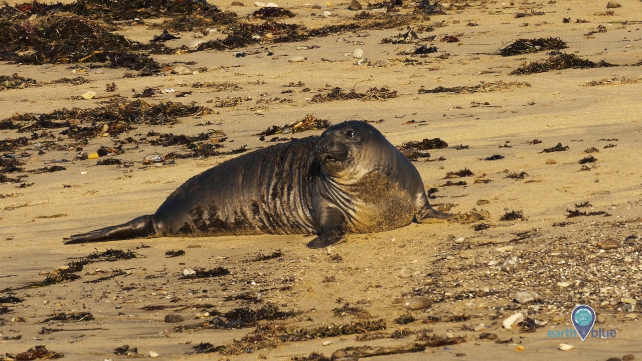whales breaching Your Earth Is Blue: Elephant Seals in Monterey Bay National Marine Sanctuary