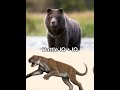 Grizzly Bear vs Thylacoleo #capcut #edit #1v1