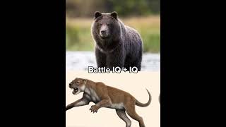 Grizzly Bear vs Thylacoleo #capcut #edit #1v1