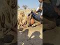 لن تصدق كم مرة يحتاج الجمل للتبريد في الصيف