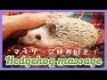 【お触りOK?】ハリネズミ初めてのマッサージ【Hedgehog Massage】