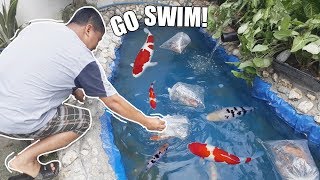 LOADING KOI FISH & DESIGNING FILTER BOX!