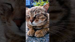 猫島の居酒屋の外の席は猫の集会所#猫 #猫島 #野良猫 #地域猫 #自由猫