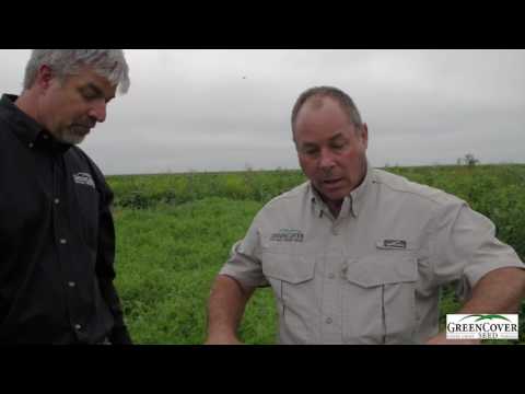 Video: Woollypod Vikke Dækafgrøde: Sådan dyrkes Woollypod Vikke-planter