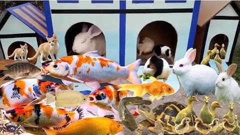 Sự Hấp Dẫn Của Thỏ, Cá Cảnh Mầu Sắc Dễ Thương, Vịt Con, Chuột Lang, Cá Koi, Cá Molly, Cá Vàng Cá Trê