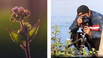 Macro Photography & Lightroom Photo Editing Tutorial