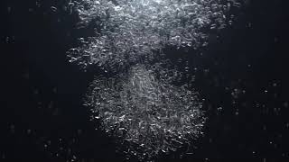 Bubble Splash Reveal Logo After Effects Template