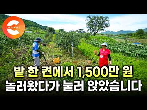 "여기서만 1,500만 원어치 캤어요" 휴가 왔다가 1년 뒤 덜컥 이사온 산골마을. 알고 보니 돈 잘 벌리는 동네였다ㅣ#한국기행